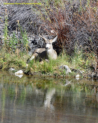 autumn reflection fall nature water mirror wildlife doe deer fawn buck mule nikontamron bradchristensen dillonbeaverheadbeaverheaddeerlodgenationalforest photosofsouthwestmontana