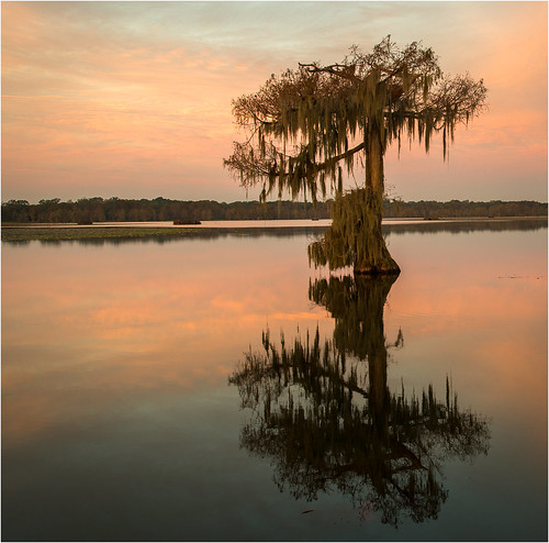 usa lake reflection tree nature sunrise landscape dawn reflecting nikon louisiana bayou swamp wetlands cypress thesouth cajun acadia deepsouth lakemartin breauxbridge afs24120mmf4gvr d800e
