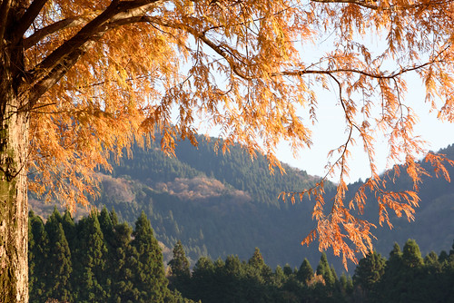 高島市 滋賀県 japan マキノ 紅葉 autumnleaves