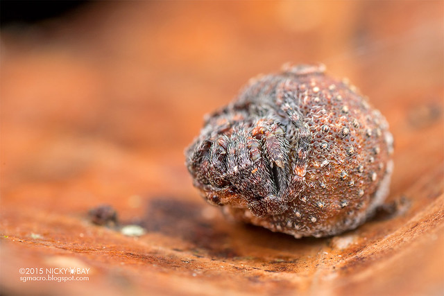 Roly poly orb weaver (Xylethrus scrupeus) - DSC_4464