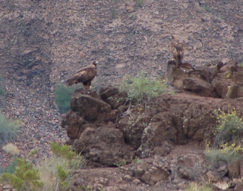 arizona bird nature animal eagle wildlife canyon sonorandesert cochisecounty