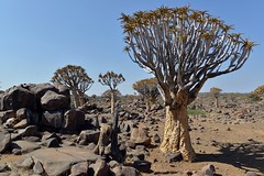 QUIVERTREE FOREST_4