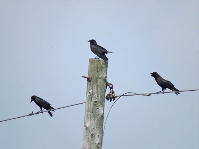 Crow in Jackson County, IL