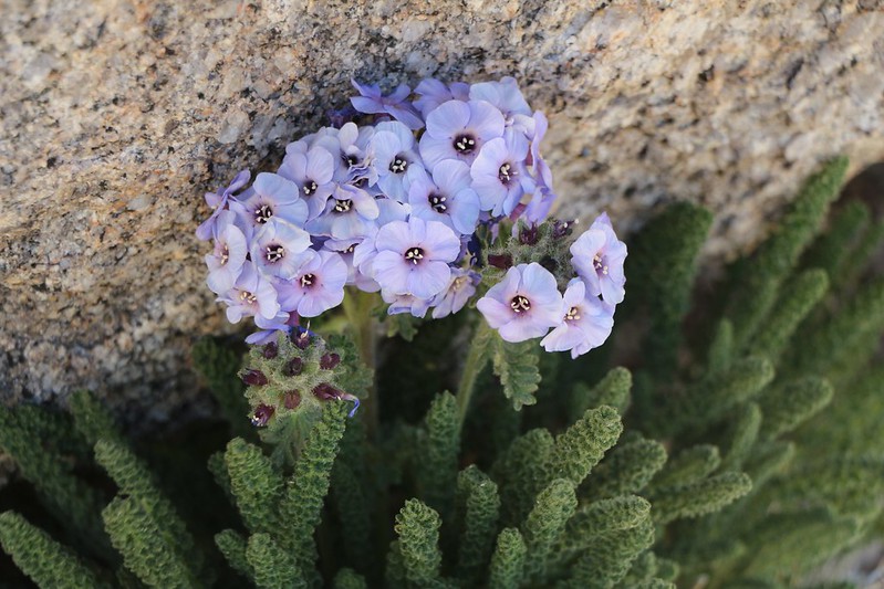 Polemonium (Sky Pilot) flower at 13,500 feet elevation.