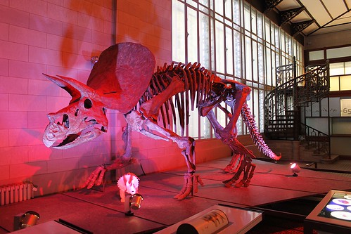 Triceratops dinosaur Skeleton
