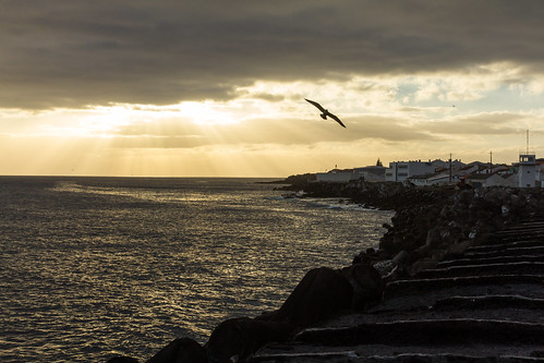 sunset portugal silhouette seagull azores sãomiguel ponadelgada