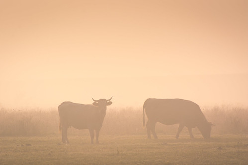 morning fog sunrise cows meadow