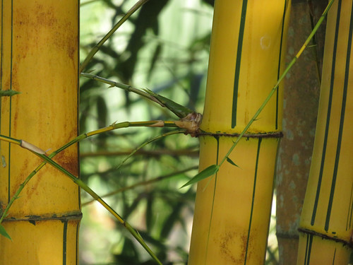 A stand of striped bamboo in Puerto Vallarta's Botanical Garden, Mexico