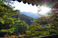 Sunbeams through the pine trees, Myohyang mountains, DPRK
