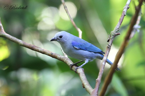 birdofcostarica tangaraévêque thraupisepiscopus bluegraytanager coth5 ngc