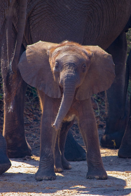 Silly Baby Elephant