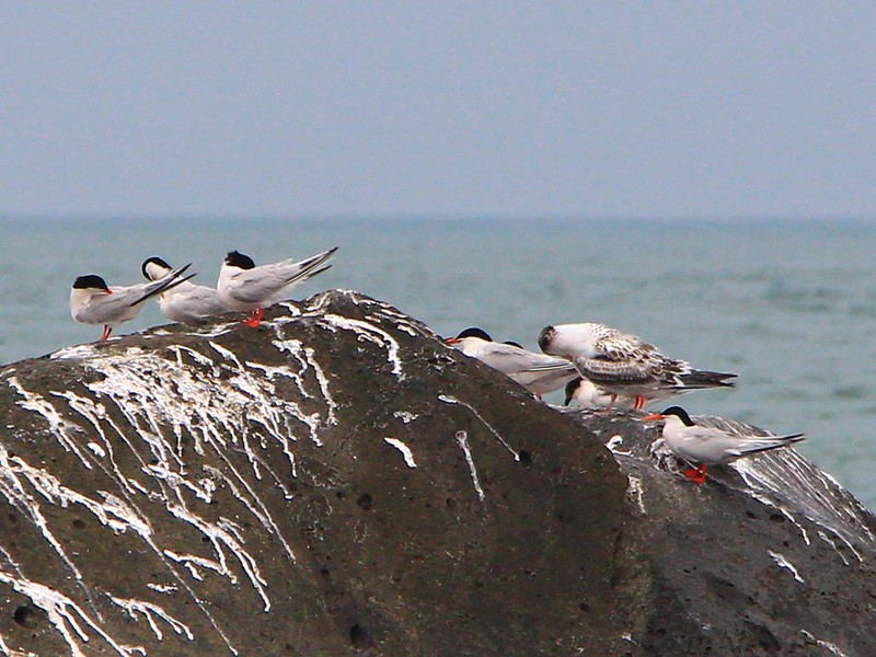 IMG_3216 鳳頭燕鷗與紅燕鷗 Greater Crested Terns and Roseate Terns