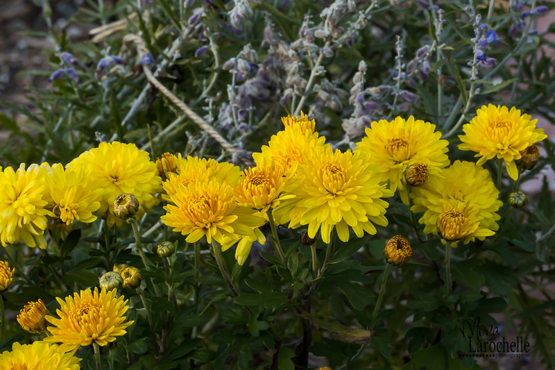 Chrysanthemum Sunny Igloo 22603088925_d21b816c28_c