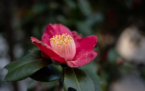 flower nature japan canon camellia ofunato 6d 2014 infinitedivide jamespatrus