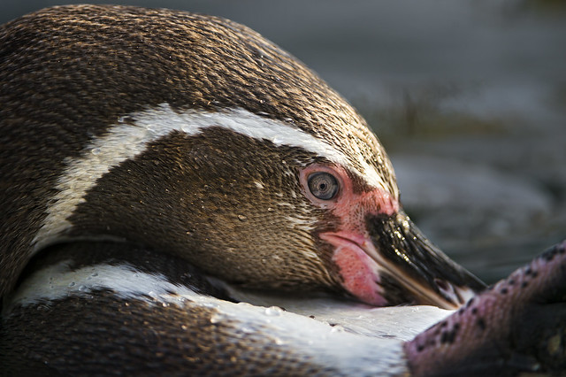 Close-up of a penguin grooming