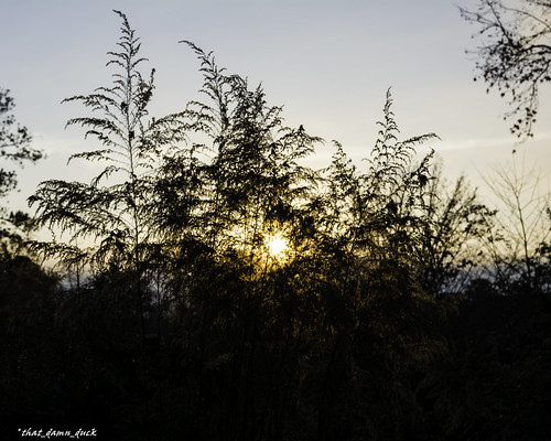 nature sunrise unitedstates southcarolina sunrays naturephotography