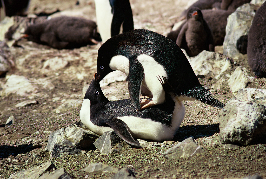 Mating Adelie Penguins (Pygoscelis adeliae), Antarctic Peninsula | GRID
