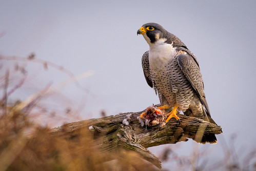 prey birdofprey nature bird perch wildlife statelinelookout palisadescliffs raptor peregrinefalcon falcon closter newjersey unitedstates us nikon d7200