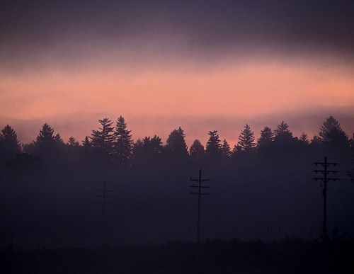 trees mist sunrise utilitypoles