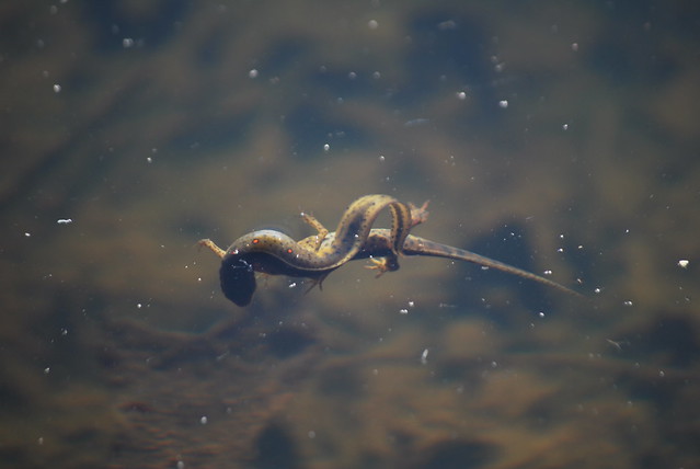 Adult eastern newts at Douthat State Park, Virginia