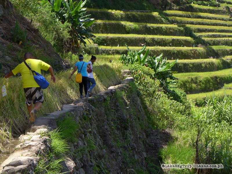 Going around Batad Rice Terraces and Tappia Falls