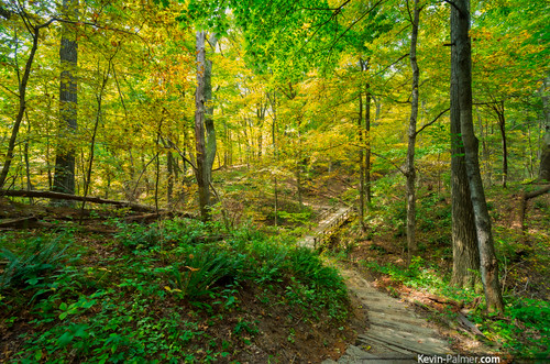 morning autumn trees color green fall yellow gold golden colorful path iowa september foliage trail ferns muscatine wildcatdenstatepark kevinpalmer pentaxk5 samyang10mmf28