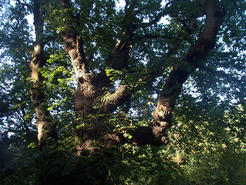 sentinel-tree