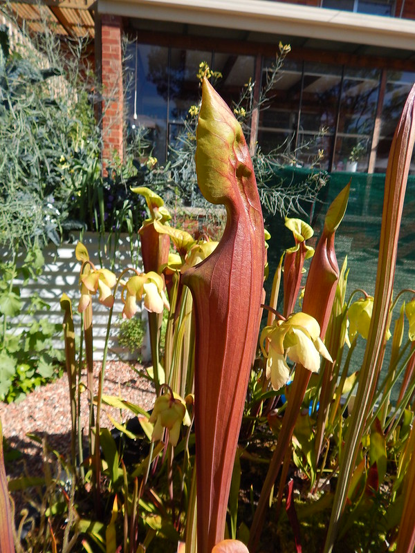 Sarracenia flava var. atropurpurea, 'FRT 1-1' (lecuophylla introgressed) - pitcher
