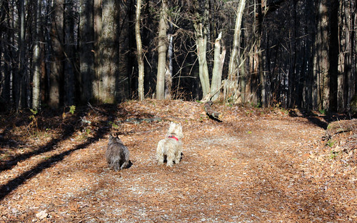 autumn pets dogs animals vermont cairnterriers