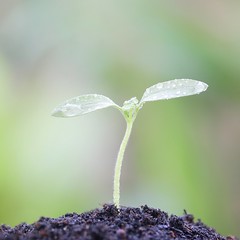 the seedling stage
very fast growth,producing their own food by photosynthesis