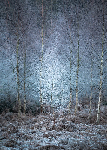 chrisdale chrismdale december edwinstowe forest frost morning nottingham nottinghamshire notts sherwood sherwoodforest sunrise trees winter woodland woods england unitedkingdom