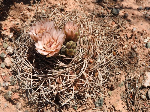 argentinien cacti cactus cuestademiranda fnrrb3341 gymnocalycium ka5378s kakteen kaktus larioja mazanensia mirandense oospaniol rb3341 rhodantherum standort