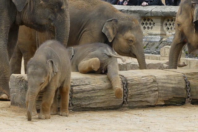 Elefanten, Zoo Hannover