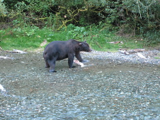 grizzly in Hyder, Alaska