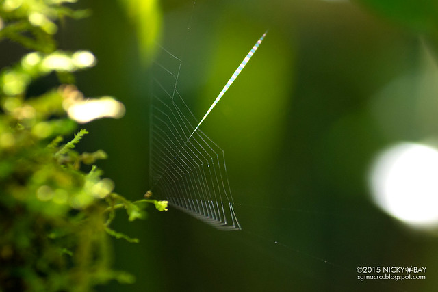 Slingshot spider (Theridiosomatidae) - DSC_1625