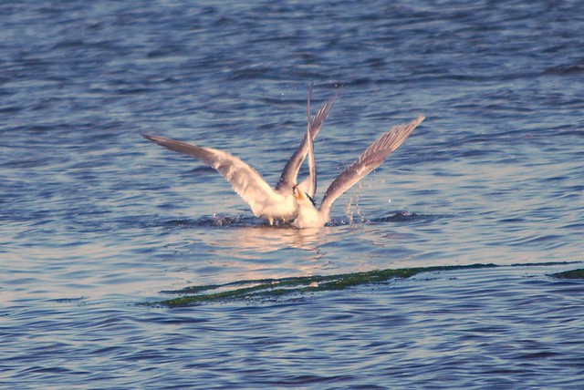 Two crested terns fighting