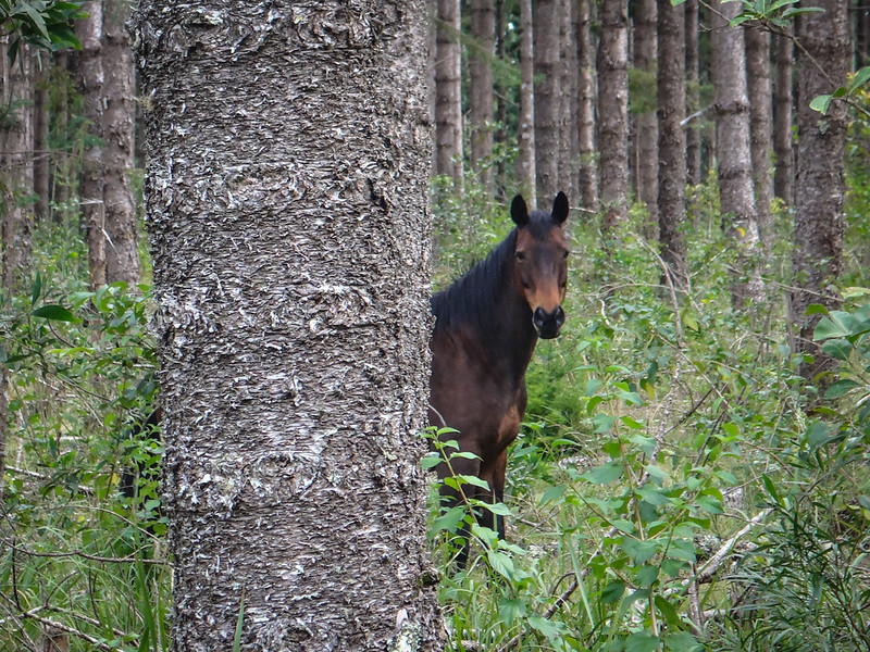 Horse in the Hoop Pines