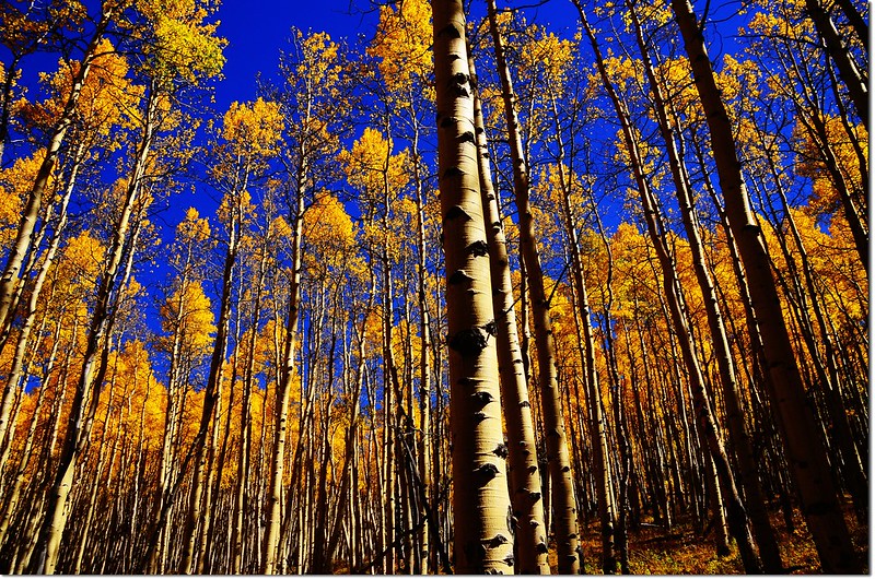 Fall colors at Kenosha Pass, Colorado (24)