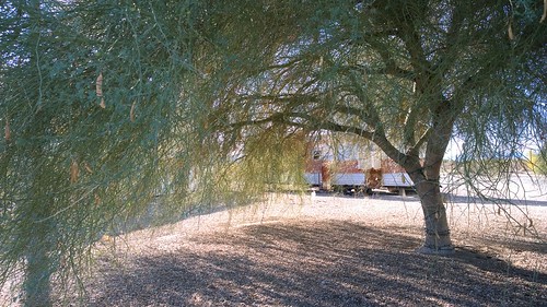 arizona tree desert paloverde vicksburg paloverdetree photobyjeniferhanen lumia1020 nokialumia1020