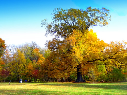 newyork brooklyn dmitriyfomenko image sky clouds trees foliage prospectpark autumn fall