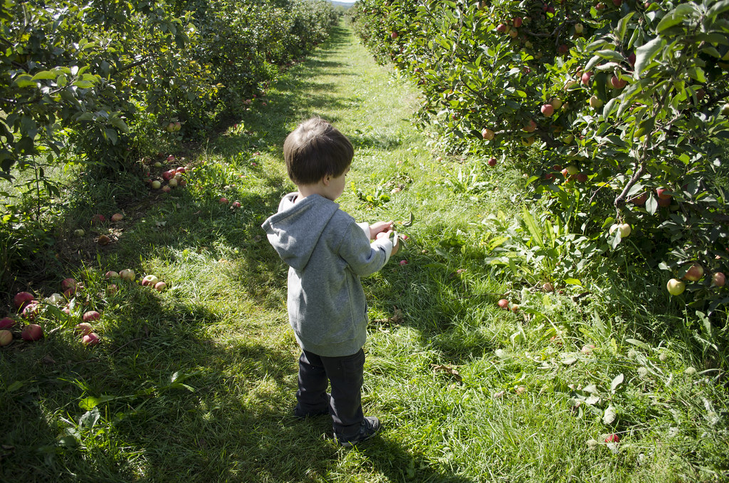 apple picking 1