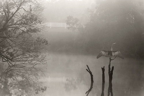 morning blackandwhite bw fog sepia landscape dawn spring earlymorning daybreak australasiandarters nikond750