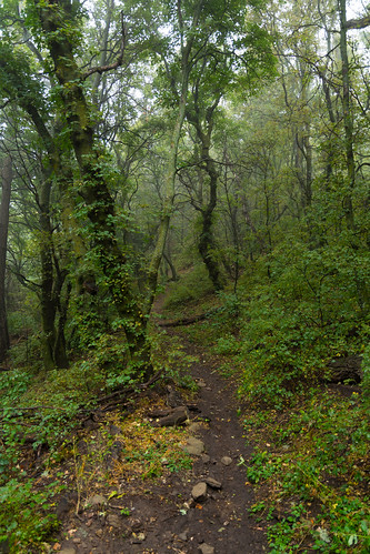 new trees green wet rain fog mexico moss vines hiking foggy july canyon foliage trail rainy fourth moist