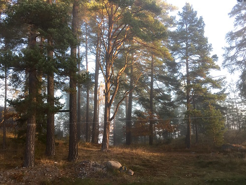 autumn trees sun fall nature forest sunrise dawn sweden sverige daybreak archipelago ingarö