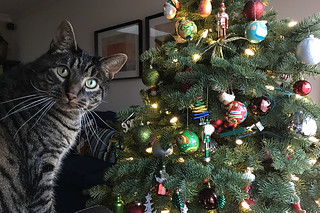 Christmas Holiday 2015 - Shalimar The Cat