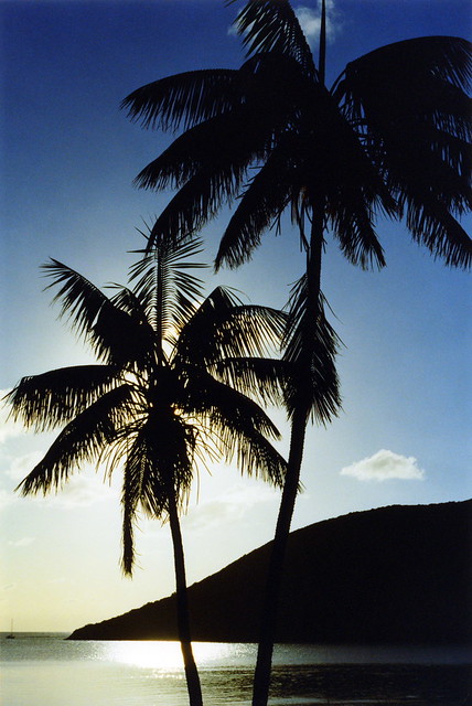 Palm silhouette