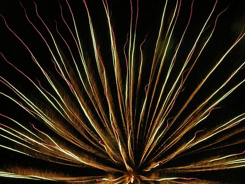 firework anemone