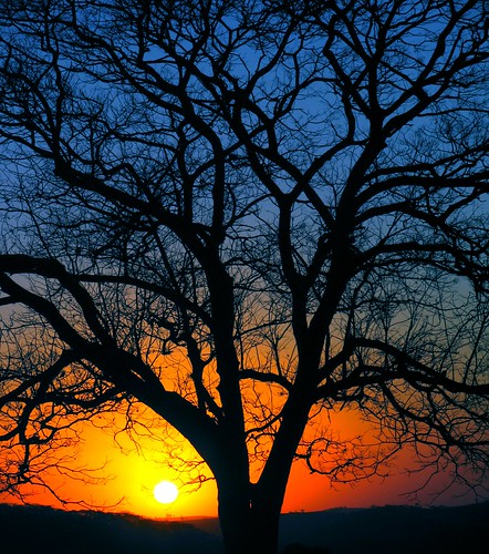 another sunset, another tree