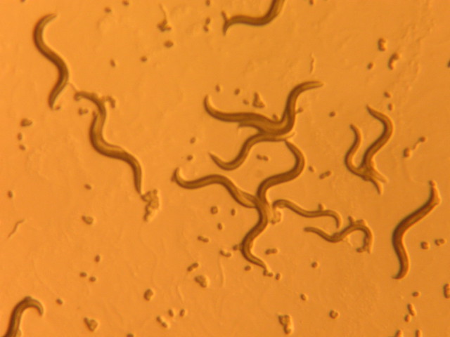 I:  these are nematodes