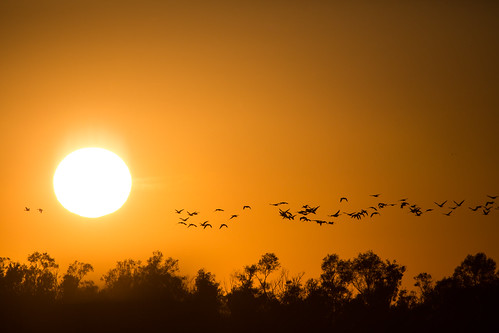 sunset sun geese sonnenuntergang tele brandenburg vogelflug vogelzug gülpersee passageofbirds